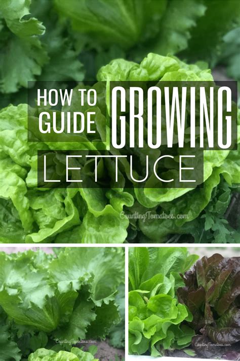 Growing Lettuce From Seed Guide Counting Tomatoes Growing Lettuce