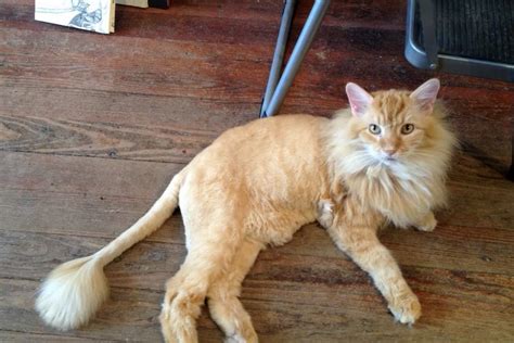 Exquisite Animals Cat That Looks Like A Lion In Newsweekly