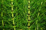 Horsetail (Equisetum arvense) - Integrative Lifestyle