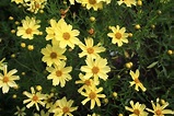 Coreopsis verticillata ‘Creme Brulee’ - Hickory Hollow Nursery and ...