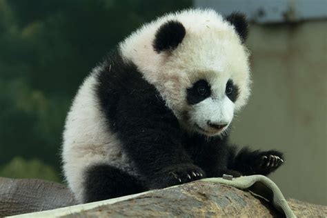 Panda Updates Wednesday February 22 Zoo Atlanta