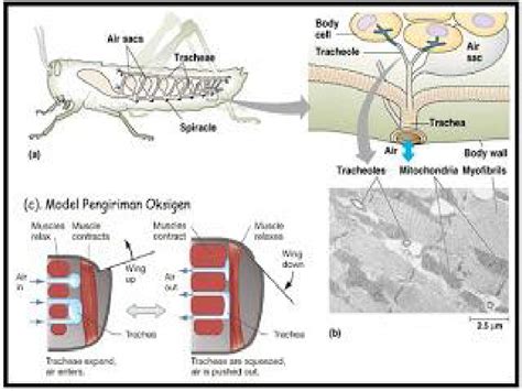 Sistem Respirasi Bagi Belalang Anatomi Dan Fisiologi Serangga Ppt
