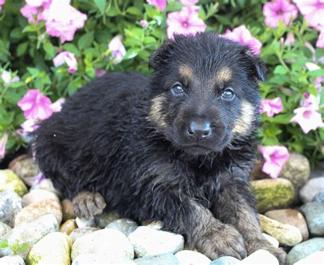 Live the amazing life of a dog owner and opt for one of our german shepherd puppies for sale. Meet Jake - male AKC German Shepherd pup for sale near ...