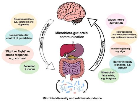 The Microbiota Gut Brain Axis What Why And How To Maintain Gut And