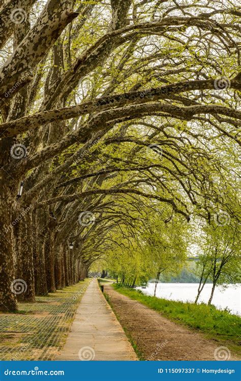 Trees Along The River Side In Ponte De Lima Stock Image Image Of Park