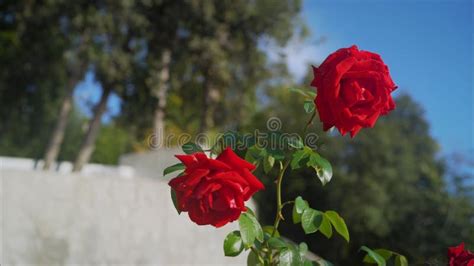 Roses In The Backyard Are Growing Beautiful Beautiful Red Roses Grow