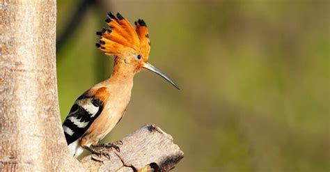 Hoopoe Bird Facts A Z Animals