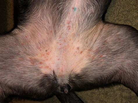 My Dog Has This Rash That Comes And Goes Sometimes It Is Very Bright