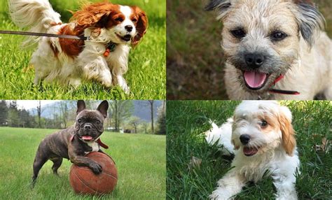 Top 20 Best Small Dog Breeds Tiny Terrier In 2020 Best Small Dogs