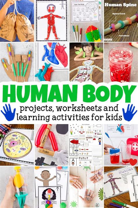 Learn About Our Amazing Bodies With These Human Body For Kids