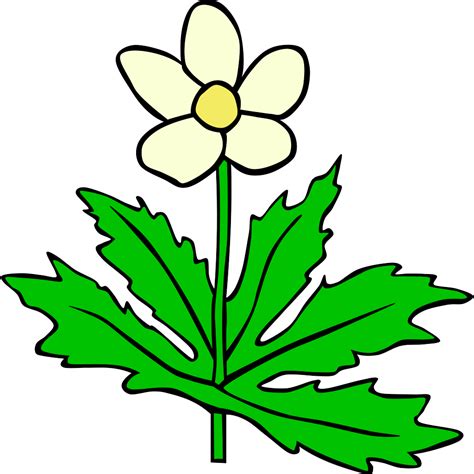 Anemone Canadensis Flower Png Svg Clip Art For Web Download Clip Art