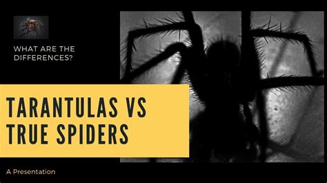 Differences Between Tarantulas And True Spiders Youtube