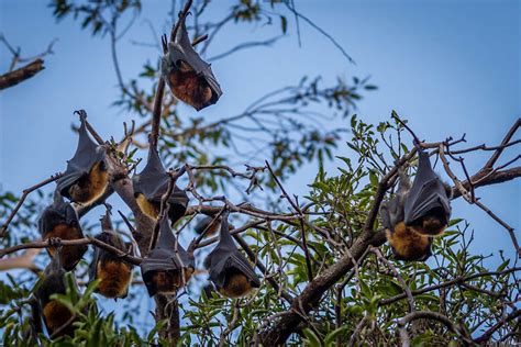 Australian Fruit Bats