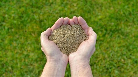 Planting Grass Seed In Fall Aspects You Must Know To Plant