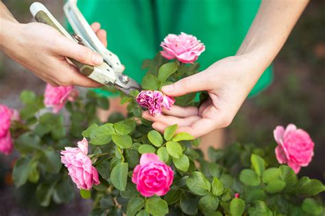 Check spelling or type a new query. Easy Guide To Pruning Plants For Beautiful Blooms - Simplemost
