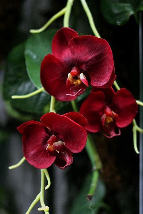 Sign In Beautiful Orchids Orchid Seeds Red Orchids