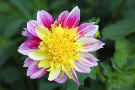 Dahlia Flower Meaning Spiritual Symbolism Color Meaning And More The