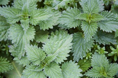 The Best Herbs For A Medicinal Herb Garden