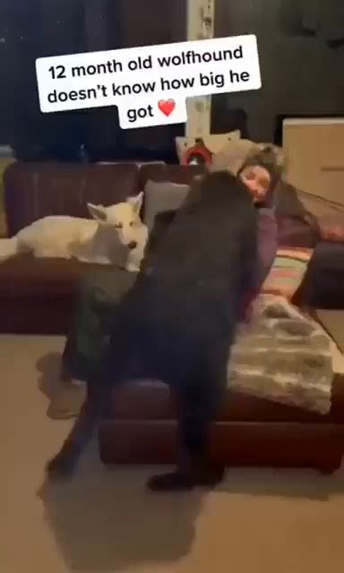 42 Month Old Wolfhound Doesnt Know How Big He Got Ifunny