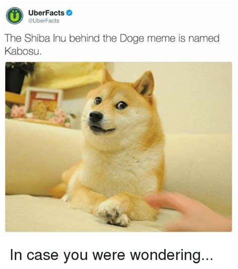 25 Best Memes About Shiba Inu Shiba Inu Memes