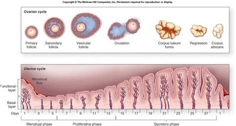 Uterine Lining Shedding