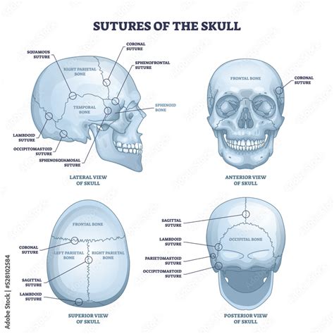 Naklejka Sutures Of The Skull As Human Head Bone Medical Division