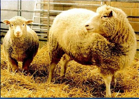 Genetic Engineering The First Cloned Sheepdolly Genetic Engineering
