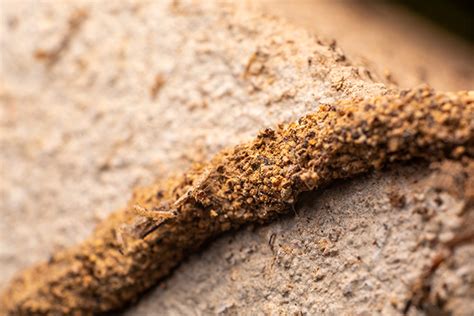 How To Tell If You Have Termites Know The Early Warnings Of Termites