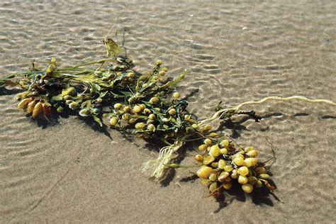 Fucus Seaweed Macroalgae Bladderwrack Britannica