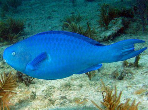 Blue Parrotfish Scarus Coeruleus Key Largo Florida Photo 3