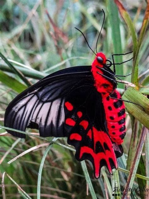 Resultado De Imagem Para Red Bodied Swallowtail Butterfly