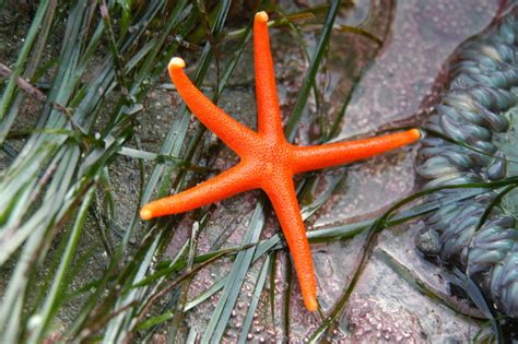 Pacific Blood Star Sea Stars Of Clayoquot Sound · Inaturalist