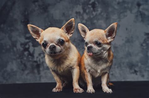 Two Mexican Chihuahua Together Puppies Against Dark Background Stock
