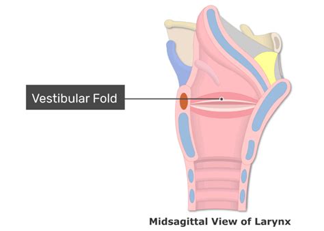 Vocal Cords Vocal Folds And Vestibular Folds Of The Larynx Getbodysmart