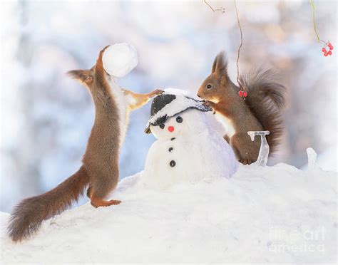 Red Squirrels Throwing Snowball With A Snowman Photograph By Geert Weggen