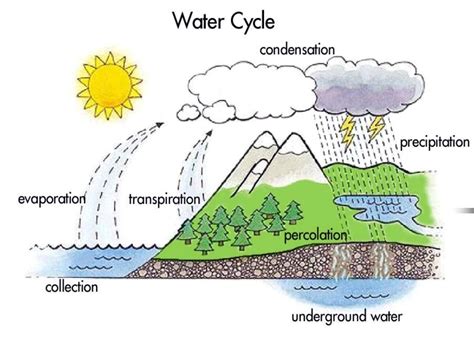 Science Water Cycle Diagram Quizlet