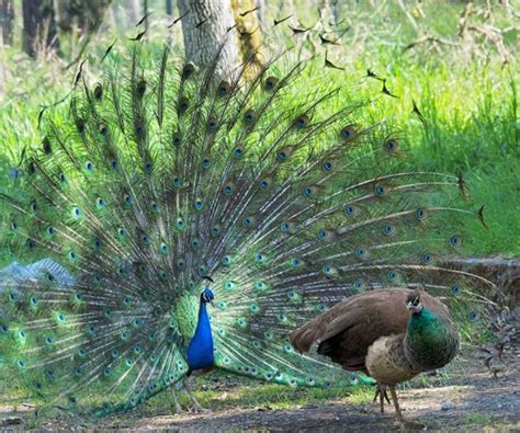 Courtship Behaviour In Birds Bird Spot