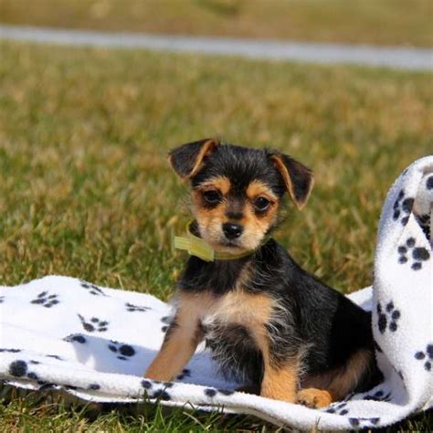 Chorkie Puppies For Sale Greenfield Puppies