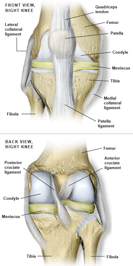Anatomy Of The Knee Central Coast Orthopedic Medical Group