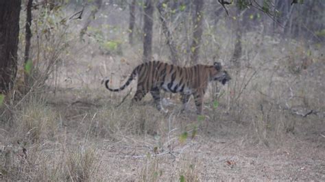Bandhavgarh Tiger Reserve Rd Feb Zone Khitauli Youtube