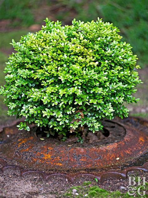 19 Easy Care Shrubs To Use As Hedging Plants For Outdoor Privacy