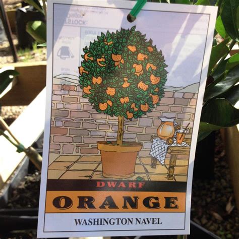Citrus Sinensis Washington Navel Dwarf Wholesale Nursery Nurseries