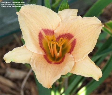 Plantfiles Pictures Daylily Red Eye Hemerocallis By Daylilyslp