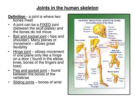 Ppt Bones In The Human Skeleton Powerpoint Presentation Id763141