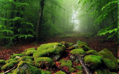 วอลเปเปอร์ 1230x768 Px ป่า แนวนอน ใบไม้ หมอก เช้า มอส ธรรมชาติ