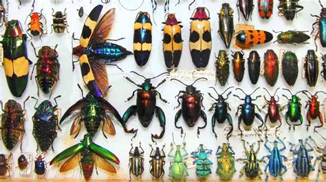 Jewels Of The Insect World Amazing Tropical Beetles 720p Hd Youtube