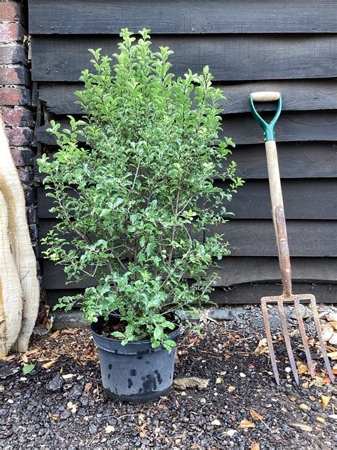 Pittosporum Arundel Green 100 120cm 10lt Arundel Arboretum