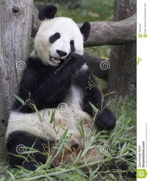 Big Panda At The Vienna Zoo Austria Stock Image Image Of Eating