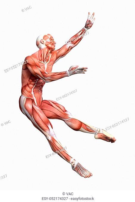 Arm laterally away from the torso), and adductor (return the arm to the torso) are added as prefixes to muscle names to indicate the kind of. Arm Muscles Map : Gluteus Minimus Muscles Anatomy Map ...