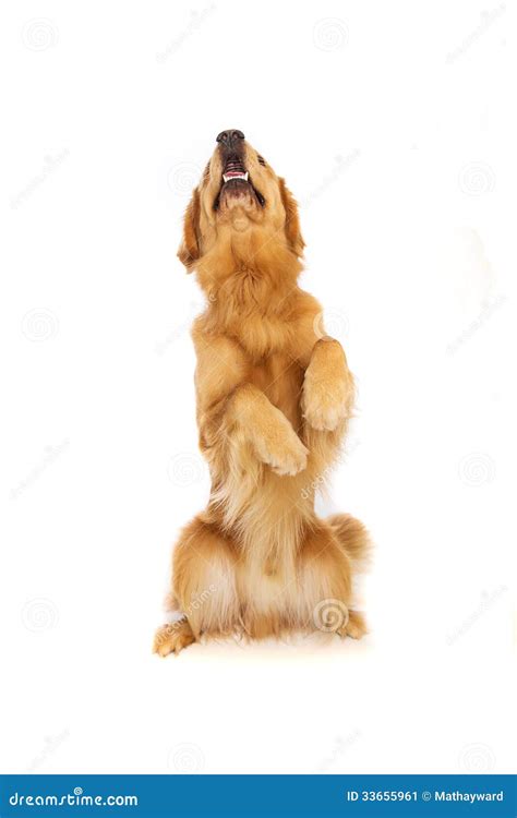 Golden Retriever Dog Sitting Up Stock Image Image Of Retriever Happy
